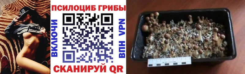 Псилоцибиновые грибы Psilocybe  Рудня 